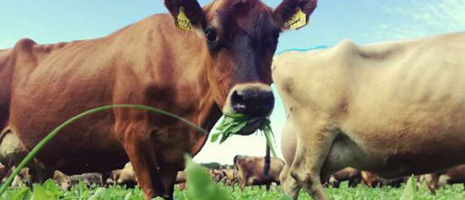 Cow chewing on a grass on a dairy farm